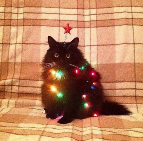 новокотний кот