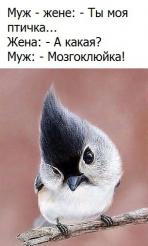 мозгоклюйка