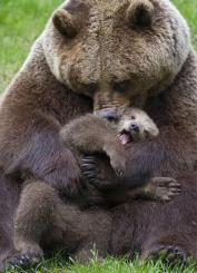 Мама-медведица